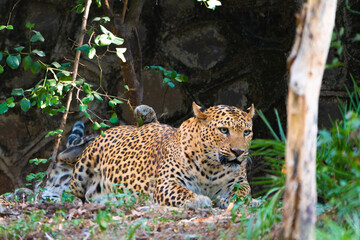 leopard in the tree