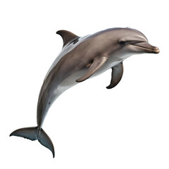 Dolphin Isolated photo on a Transparent Background