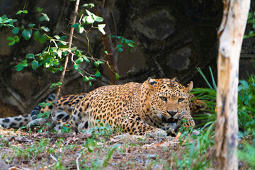 leopard resting on the tree