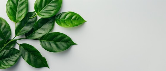  A close-up of a green leaf against a white background Insert text or image here