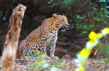 leopard resting on the tree