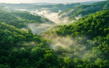 Misty mountain valley at sunrise with lush green forests and sun rays breaking through. Perfect for nature, adventure, and landscape-themed designs