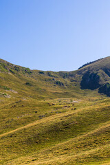 Naklejka premium Chevaux lourds en liberté broutant de l’herbe dans le quartier d’estime de Campsaure-Couradilles-Pesson, dans les Pyrénées à la frontière franco-espagnole près de Bagnères-de-Luchon