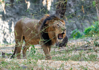 roaring lion