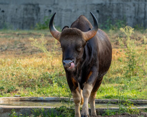 bull in the field