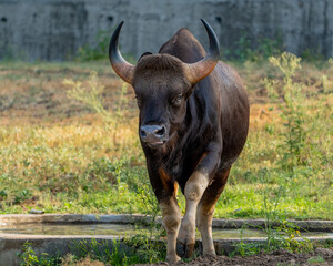 buffalo in the field