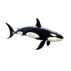 Orca whale isolated on a transparent background