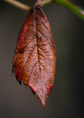 red autumn leaf