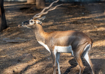 impala antelope in kruger national park