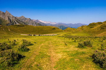 Fototapeta premium Brebis dans un parc de tri sur le Plateau du Campsaure, près de la Cabane de la Flache de Roumingau, dans les Pyrénées à la frontière franco-espagnole près de Bagnères-de-Luchon