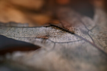 close up of a photo of a leaf