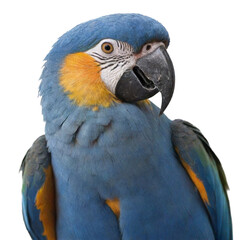 Obraz premium Parrot photo isolated on Transparent background