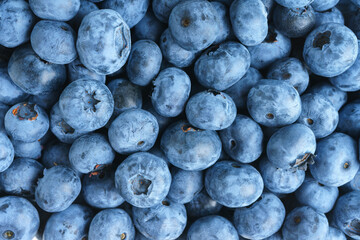 Fresh raw organic blueberries background. Food background, backdrop, wallpaper, summer harvest.