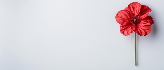  A solitary red bloom atop a white wall, adjacent green stem included