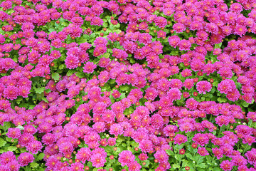 Fototapeta premium Fresh bright blooming pink chrysanthemums bushes planted in line in autumn garden