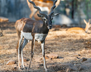 antelope in the zoo