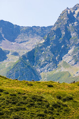 Brebis broutant de l’herbe sur le Plateau du Campsaure, dans les Pyrénées à la frontière franco-espagnole près de Bagnères-de-Luchon