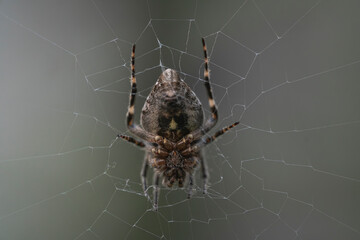 spider on web