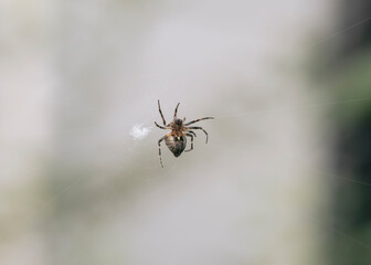 spider on a web