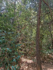 Walk in the Janas forest