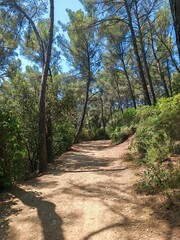 Walk in the Janas forest