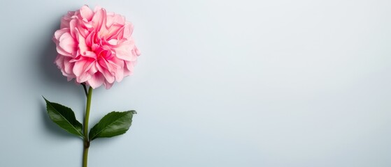  A solitary pink bloom on a light blue backdrop, featuring a text or image area