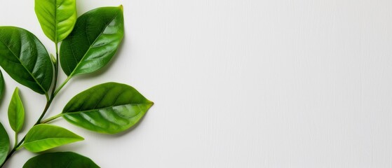 a branch with verdant leaves against a pristine white backdrop Ample space above for text or accompanying visual