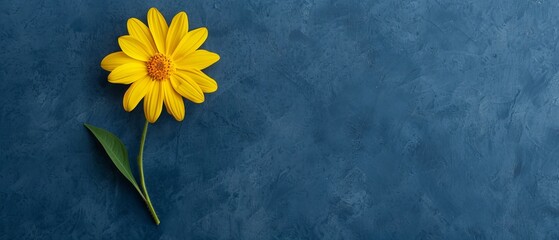  A yellow flower on a blue background with a single green stem extending into view