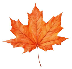 Fototapeta premium PNG Leaf maple plant tree