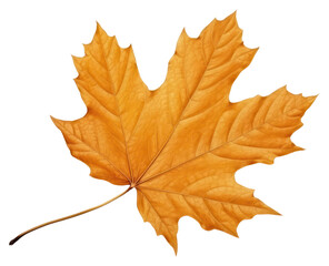 Obraz premium PNG Leaf maple plant tree.
