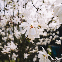 tree flowers