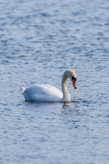 swan on the lake