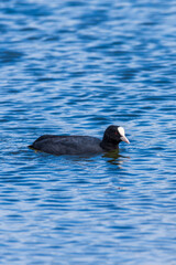 great crested grebe