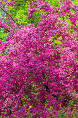 pink flowers in a garden