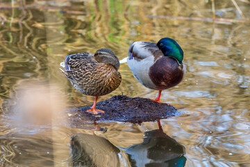 duck on the water