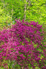flowers in the garden