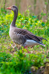 goose on the grass