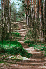 Obraz premium path in the forest