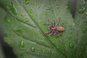 spider on a leaf