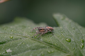 spider on leaf