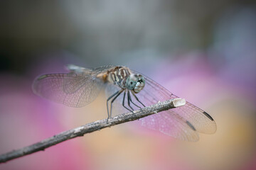 dragonfly on a branch