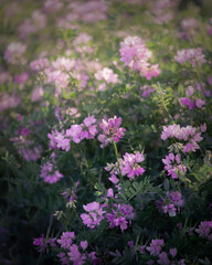 pink flowers in the garden