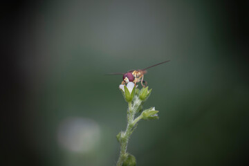 dragonfly on a flower