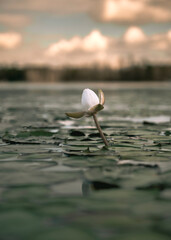 Flower on a pond