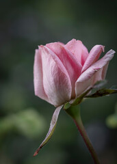 Pink Rose 