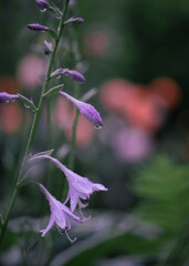 Purple Flowers in the Rain