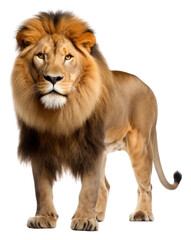 Fototapeta premium PNG Lion wildlife mammal animal.