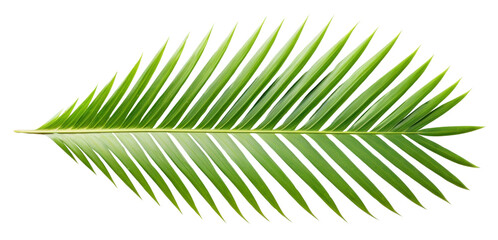 Obraz premium PNG Coconut palm leaf plant green tree.