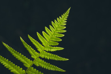 Bright green fern leaf against dark background