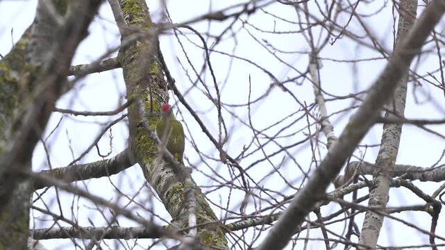 A Green woodpecker (Picus viridis) sitting in a tree in winter